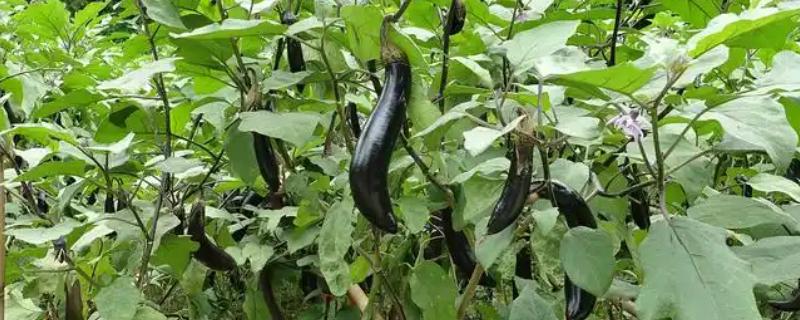 夏季怎么种植无公害茄子，果实膨大时要浇足水