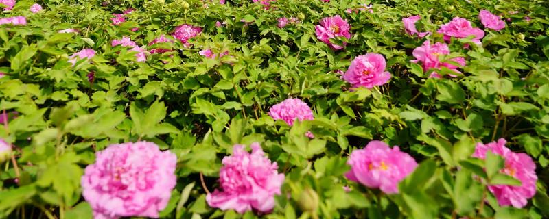 牡丹在哪个季节开花，一般在春季开花