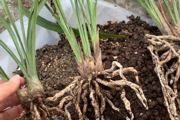 宿根花卉以哪些繁殖为主，可分株繁殖、扦插繁殖等