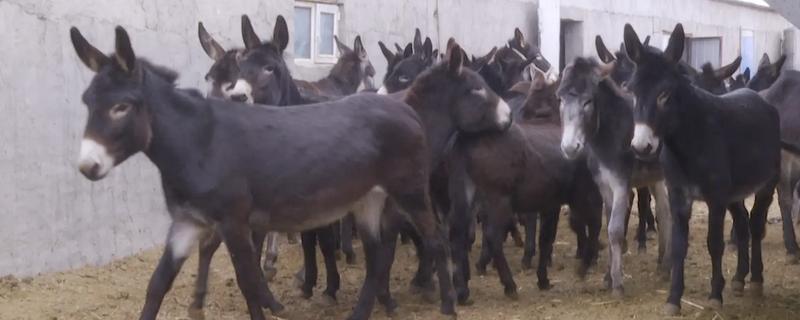 毛驴的繁殖方法，分为自然交配和人工授精