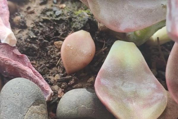 紫乐叶子为什么会变软起皱，可能是浇水不当所致