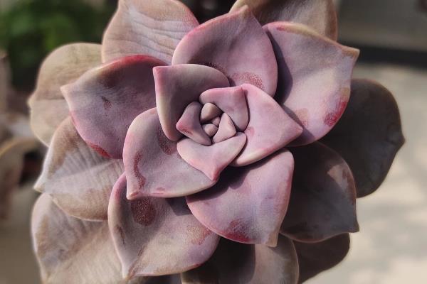 紫乐叶子为什么会变软起皱，可能是浇水不当所致