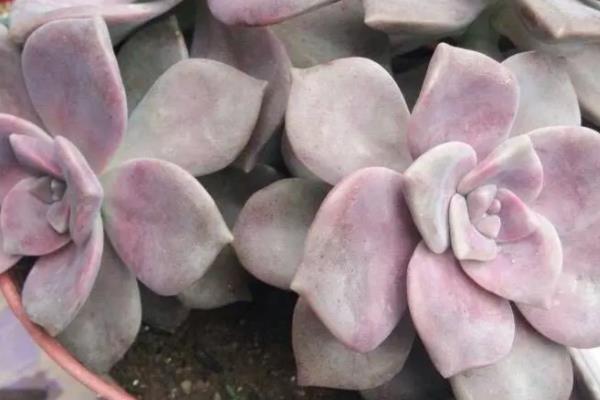 紫乐叶子为什么会变软起皱，可能是浇水不当所致