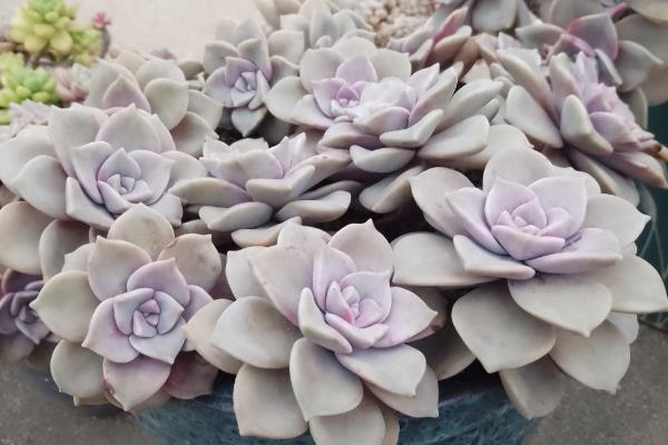 紫乐叶子为什么会变软起皱，可能是浇水不当所致