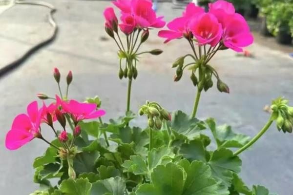 耐旱的花卉品种有哪些，有沙漠玫瑰、天竺葵等