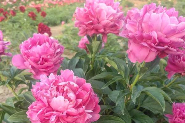 耐旱的花卉品种有哪些，有沙漠玫瑰、天竺葵等