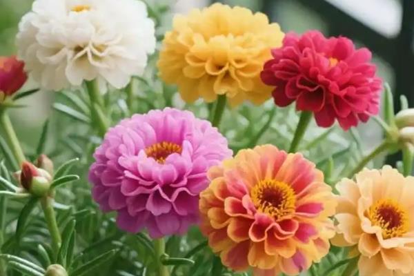 耐旱的花卉品种有哪些，有沙漠玫瑰、天竺葵等