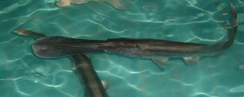 鸭嘴鱼和中华鲟有什么区别，品种分类、分布地区、外形特征都不同