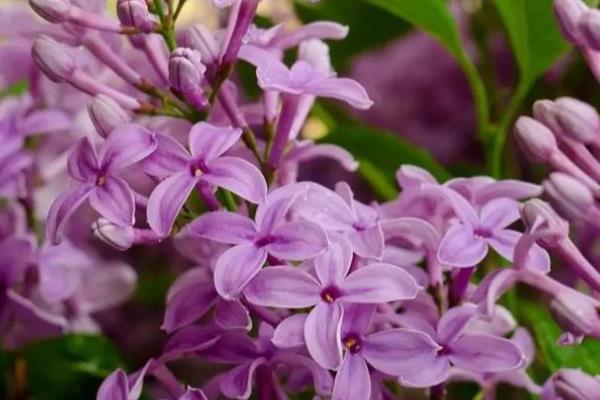 耐旱的花卉品种有哪些，有沙漠玫瑰、天竺葵等