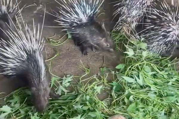 怎么防治豪猪肠炎，大肠杆菌引发的肠炎可注射庆大霉素