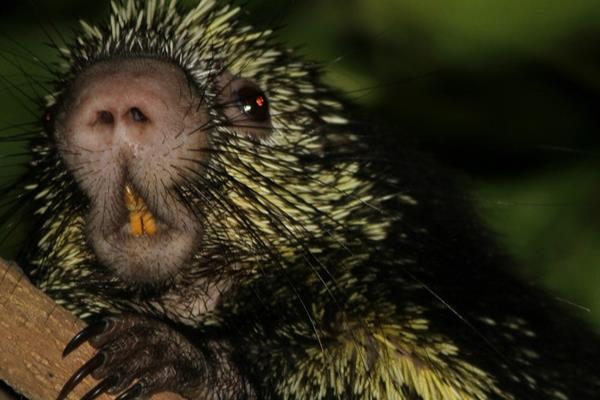 怎么防治豪猪肠炎，大肠杆菌引发的肠炎可注射庆大霉素