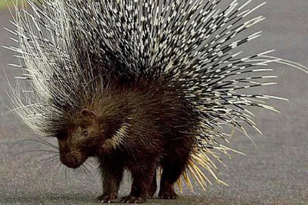 怎么防治豪猪肠炎，大肠杆菌引发的肠炎可注射庆大霉素