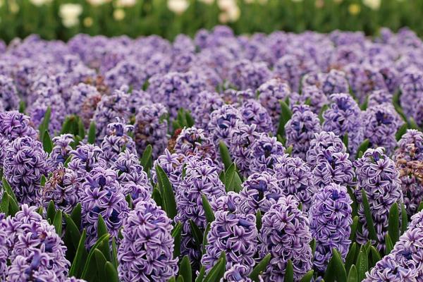 风信子的花语，不同颜色代表的含义有区别