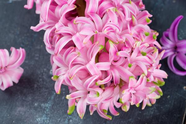 风信子的花语，不同颜色代表的含义有区别