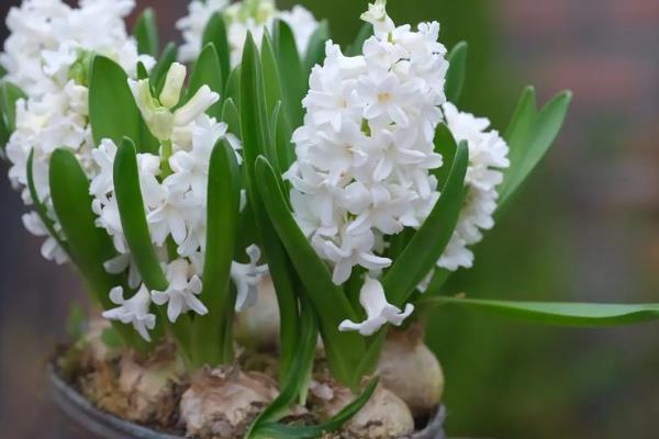 风信子的花语，不同颜色代表的含义有区别