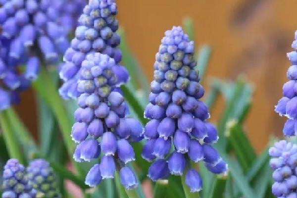 风信子的花语，不同颜色代表的含义有区别