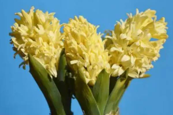 风信子的花语，不同颜色代表的含义有区别