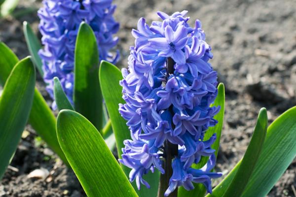 风信子的花语，不同颜色代表的含义有区别