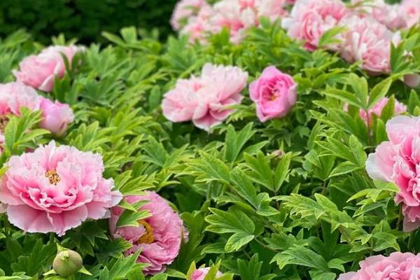 牡丹在哪个季节开花，一般在春季开花