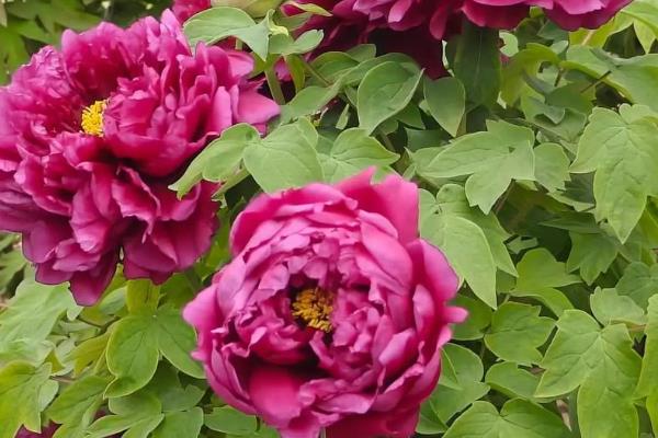 牡丹在哪个季节开花，一般在春季开花