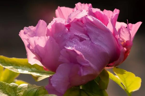 牡丹在哪个季节开花，一般在春季开花