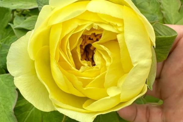 牡丹在哪个季节开花，一般在春季开花