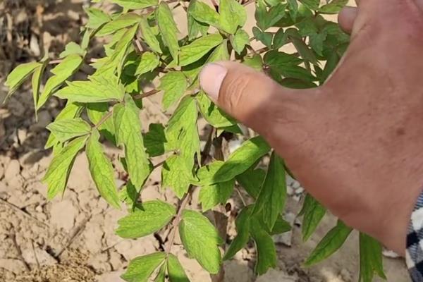 牡丹在哪个季节开花，一般在春季开花