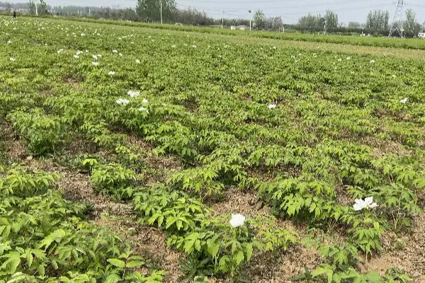 牡丹在哪个季节开花，一般在春季开花