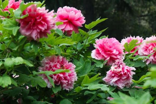 牡丹在哪个季节开花，一般在春季开花