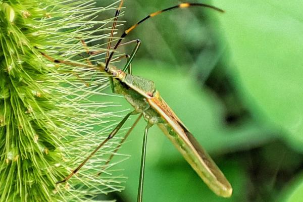 竹节虫的简介,属于无脊椎动物