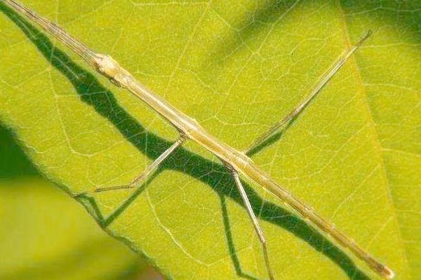 竹节虫的简介,属于无脊椎动物