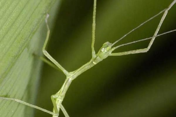 竹节虫的简介,属于无脊椎动物