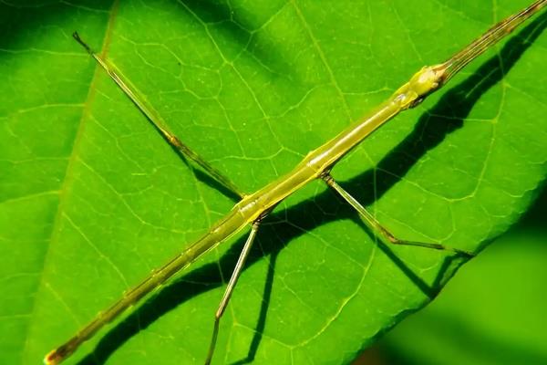 竹节虫的简介,属于无脊椎动物