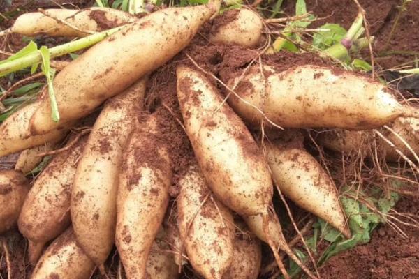 雪莲果的市场价格,一公斤只需3.5元左右