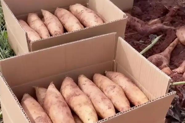 雪莲果的市场价格,一公斤只需3.5元左右