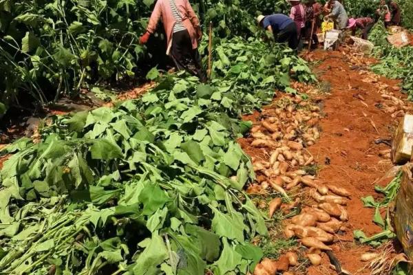 雪莲果的市场价格,一公斤只需3.5元左右