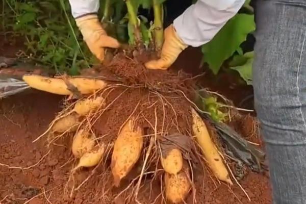 雪莲果的市场价格,一公斤只需3.5元左右