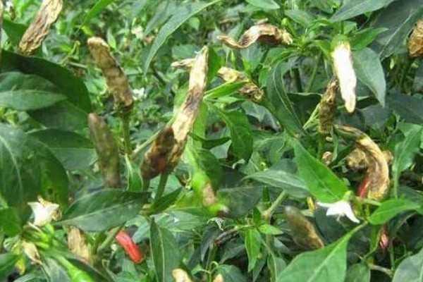 辣椒炭疽病怎么防治，播种前用温水浸种消毒