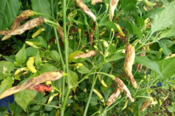 辣椒炭疽病怎么防治，播种前用温水浸种消毒