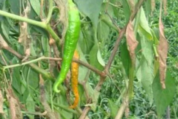 辣椒炭疽病怎么防治，播种前用温水浸种消毒