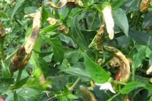 辣椒炭疽病怎么防治，播种前用温水浸种消毒