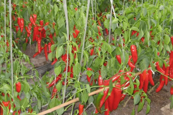 辣椒炭疽病怎么防治，播种前用温水浸种消毒