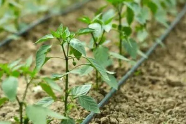 辣椒炭疽病怎么防治，播种前用温水浸种消毒