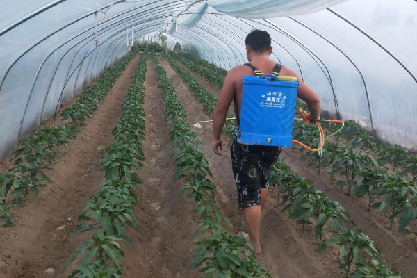 辣椒炭疽病怎么防治，播种前用温水浸种消毒