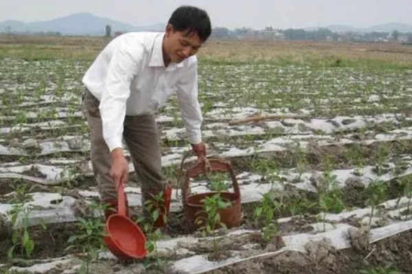 辣椒炭疽病怎么防治，播种前用温水浸种消毒