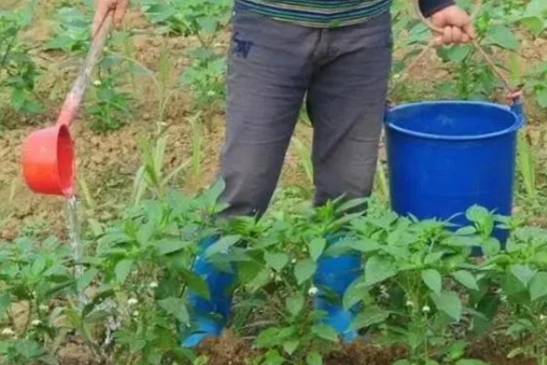 辣椒炭疽病怎么防治，播种前用温水浸种消毒