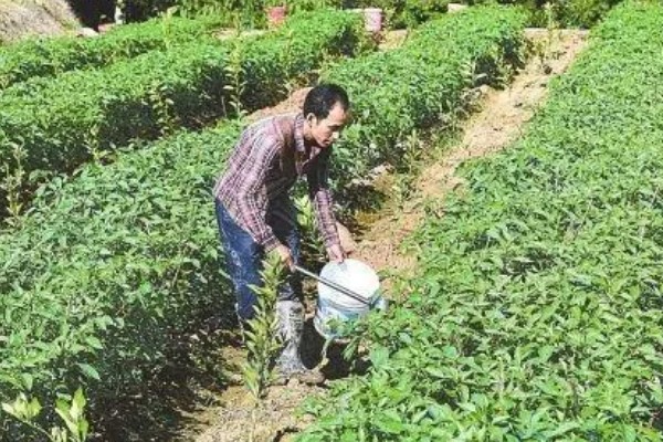 辣椒炭疽病怎么防治，播种前用温水浸种消毒