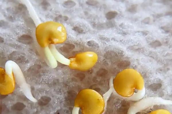 夏季怎么种植无公害茄子，果实膨大时要浇足水