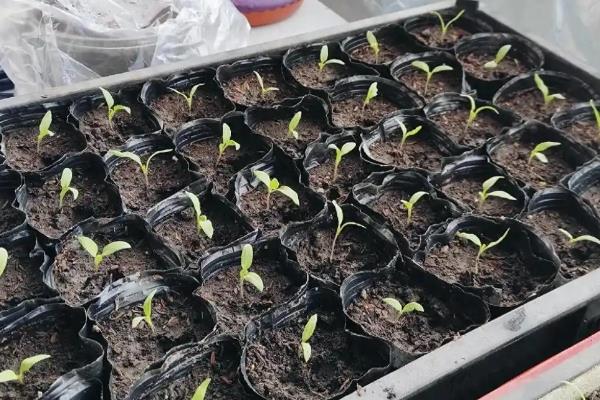 夏季怎么种植无公害茄子，果实膨大时要浇足水