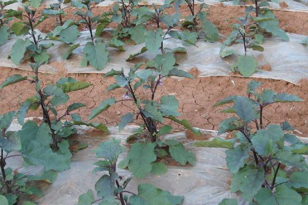 夏季怎么种植无公害茄子，果实膨大时要浇足水